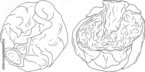 Hand drawn brussels sprouts in engraving style on white background. Vector vegetables illustration. Coloring pages with brussels cabbage 