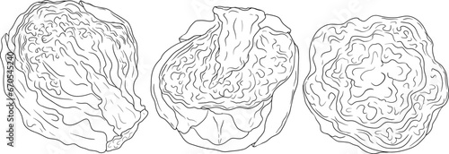 Hand drawn brussels sprouts in engraving style on white background. Vector vegetables illustration. Coloring pages with brussels cabbage 