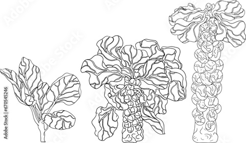 Hand drawn brussels sprouts in engraving style on white background. Vector vegetables illustration. Coloring pages with brussels cabbage 