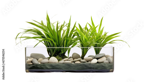 plant in a glass pot isolated on transparent background cutout