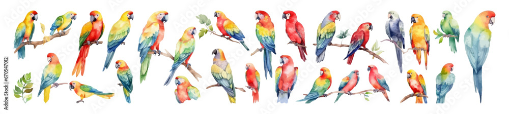 Watercolor parrot set. Bird vector illustration. Jungle life.