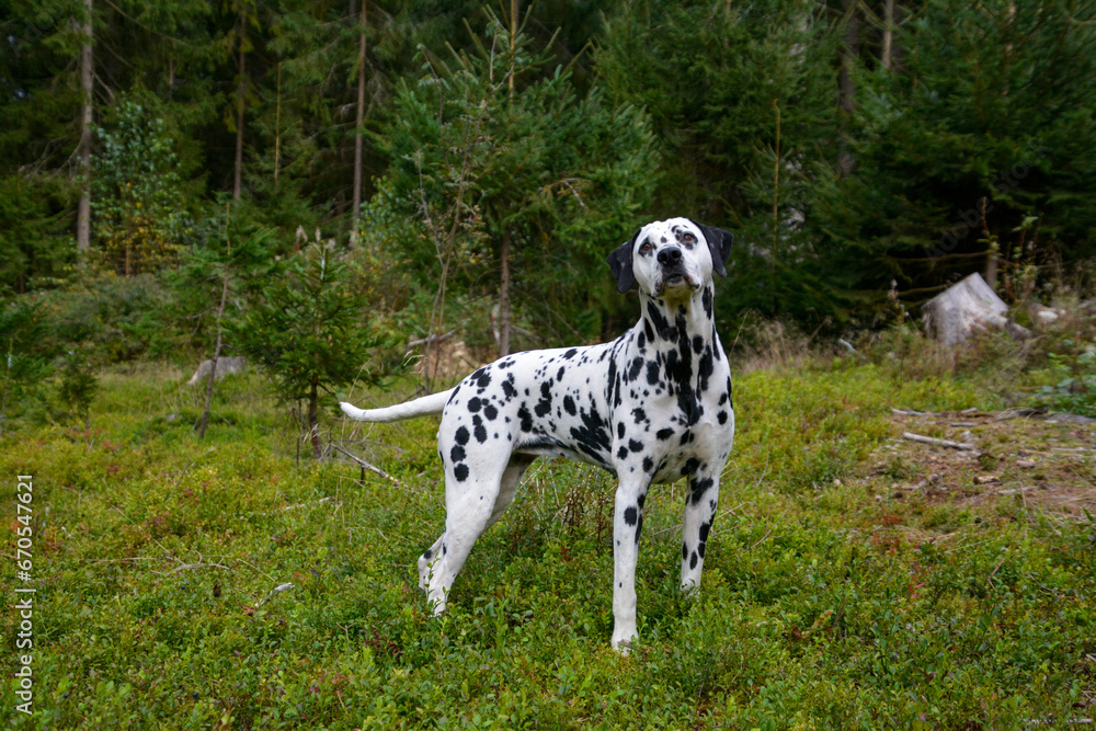 with a lovely Dalmatian on a walk in the forest with a lovely Dalmatian on a walk in the forest