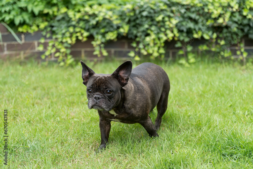 Schwarze Französische Bulldogge im Garten