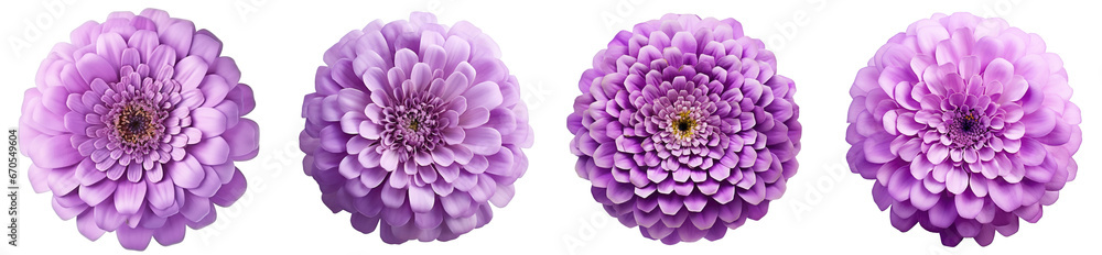 A set of pink flowers (lilac and Zinnia) isolated on a transparent background, with a PNG cutout or clipping path
