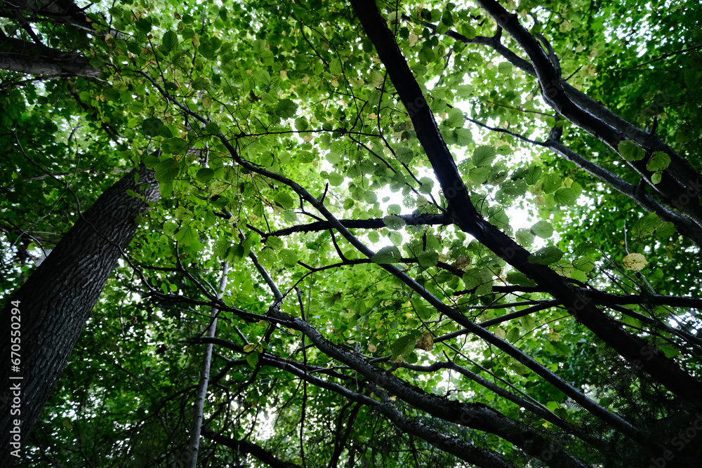 Fototapeta premium walking in deciduous forest looking to tree branches that cover all forest ground
