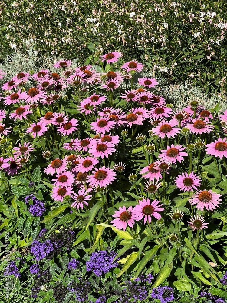 Obraz premium Pink Flowers