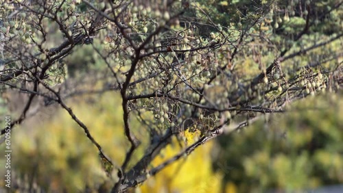 autumn in the forest