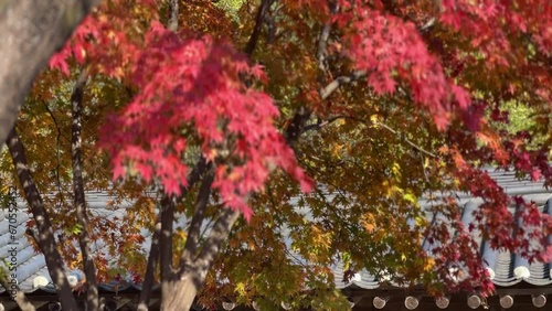 red and green leaves