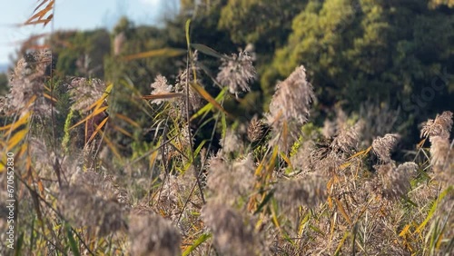 wild boar in the grass