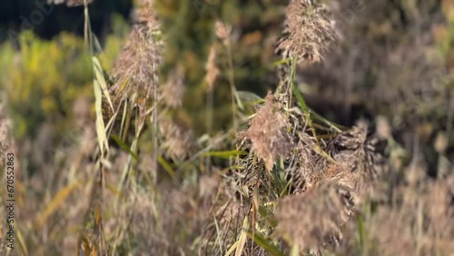 grass in the wind