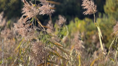 grass in the wind