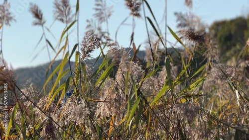 grass in the wind