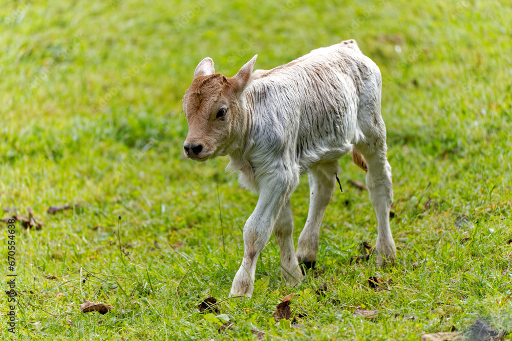 Obraz premium Close-up of cute female calf a view days old on meadow on a cloudy autumn day at Swiss City of Zürich. Photo taken October 30th, 2023, Zurich, Switzerland.