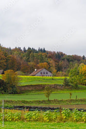 Rural scenic autumn landscape with vegetable field and woodland in the background at Swiss City of Zürich on a cloudy autumn noon. Photo taken October 30th, 2023, Zurich, Switzerland.