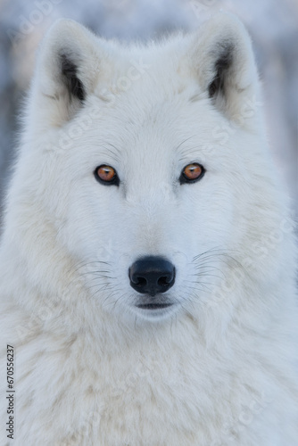 close-up of the eyes and nose of an arctic wolf