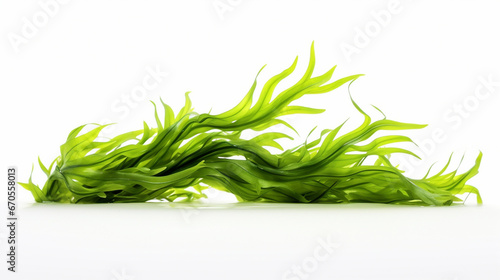 Fresh seaweed on a white background