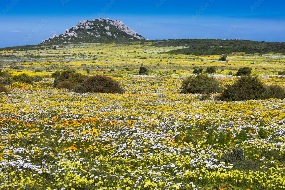 A landscape of a large display of yellow and white daisies growing in springtime on the West Coast of South Africa with a hill in the distance