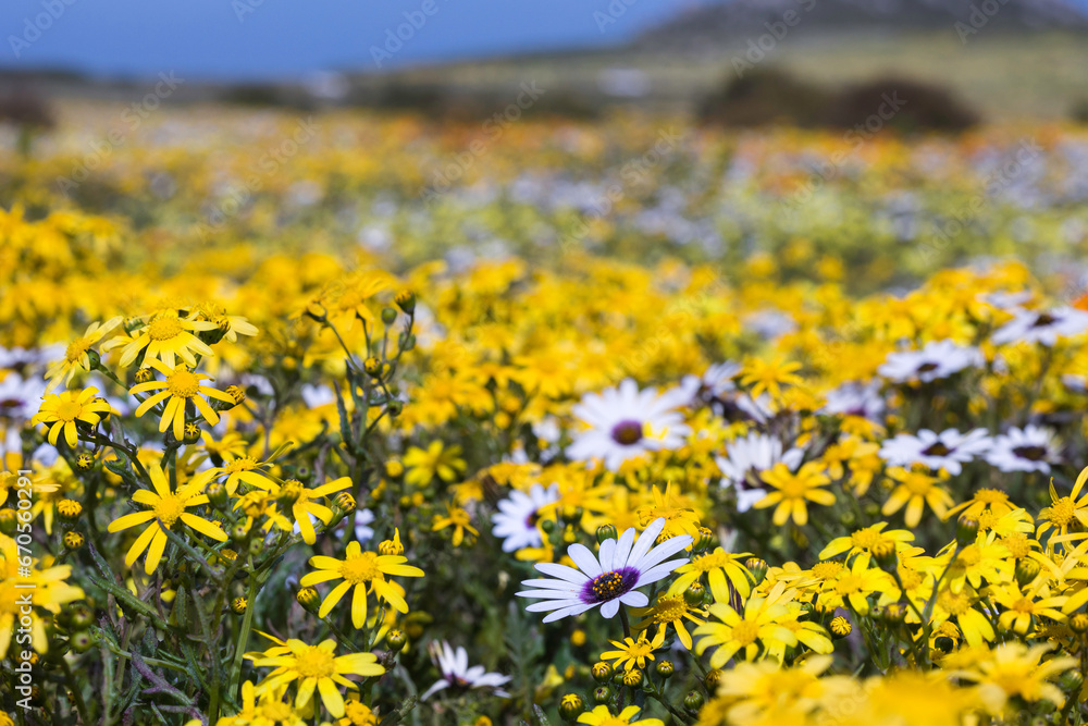 Obraz premium Close up of yellow daisies growing in springtime on the West Coast of South Africa