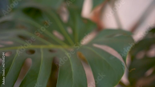 monstera leaves filmed close up