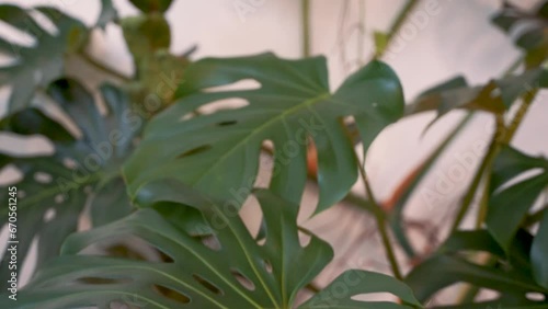 fast moving up and down monstera leaves