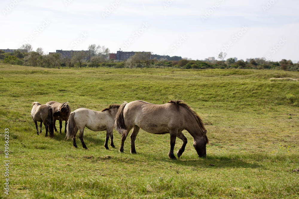 Wild horses on the pasture in The Zuid-Kennemerland National Park, The Netherlands. This park is a conservation area on the west coast of the province of North Holland.