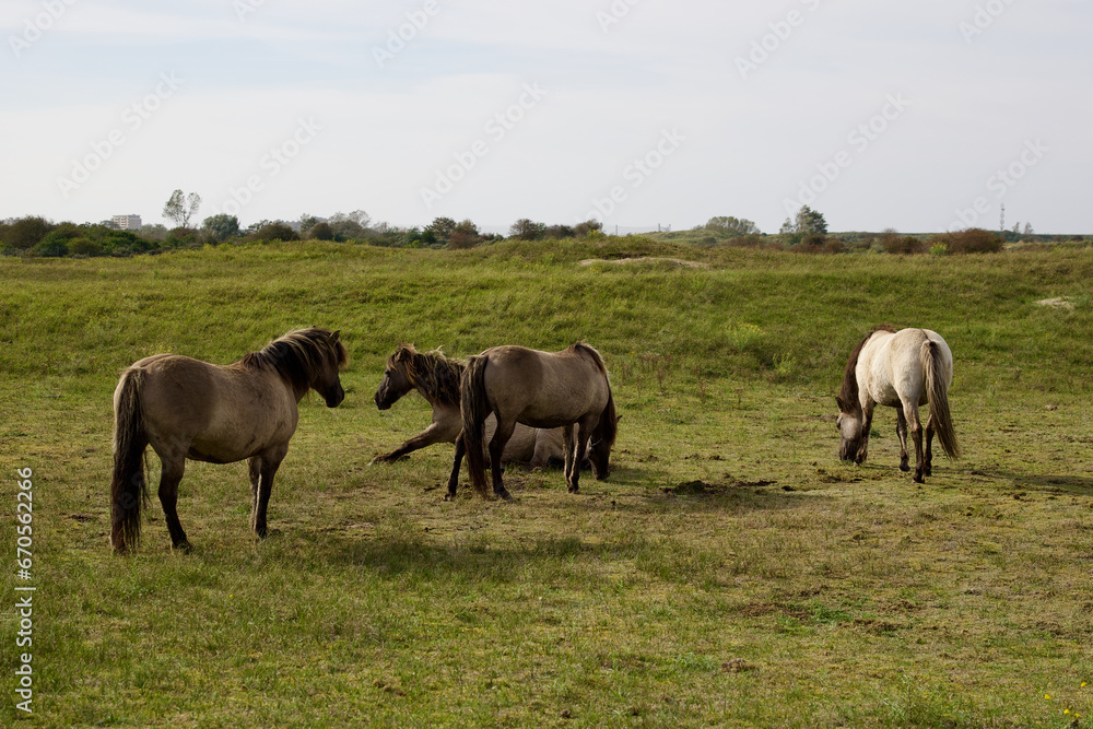 Wild horses on the pasture in The Zuid-Kennemerland National Park, The Netherlands. This park is a conservation area on the west coast of the province of North Holland.