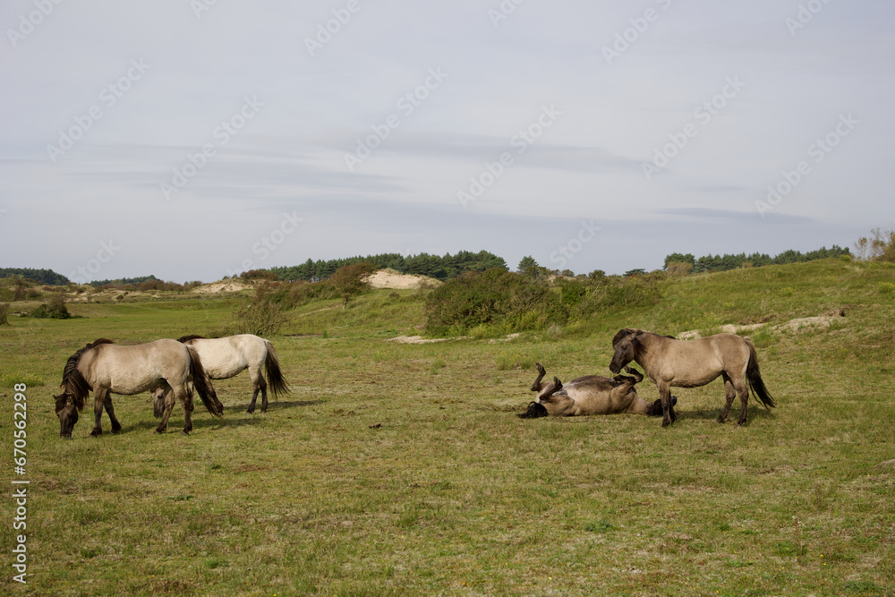 Wild horses on the pasture in The Zuid-Kennemerland National Park, The Netherlands. This park is a conservation area on the west coast of the province of North Holland. Wild horses on the pasture in The Zuid-Kennemerland National Park, The Netherlands. This park is a conservation area on the west coast of the province of North Holland.