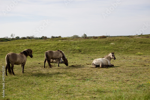Wild horses on the pasture in The Zuid-Kennemerland National Park, The Netherlands. This park is a conservation area on the west coast of the province of North Holland.
