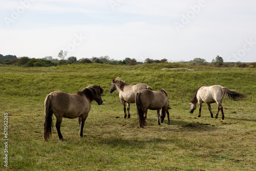 Wild horses on the pasture in The Zuid-Kennemerland National Park, The Netherlands. This park is a conservation area on the west coast of the province of North Holland. © Travel Photos