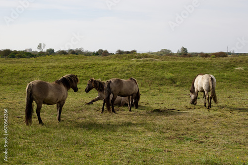 Fototapeta Naklejka Na Ścianę i Meble -  Wild horses on the pasture in The Zuid-Kennemerland National Park, The Netherlands. This park is a conservation area on the west coast of the province of North Holland.