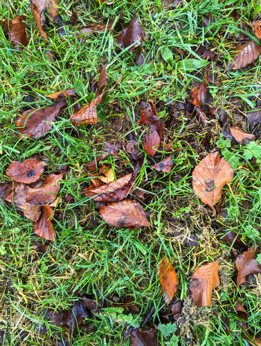 Autumn grass