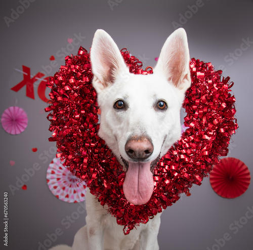 Portrait of a White German Shepherd wearing a red tinsel heart shaped wreath