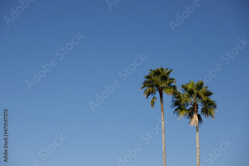 綺麗な青空と海岸のヤシの木の風景 © zheng qiang