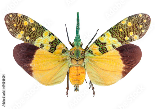 3D Rendering Cicada on White photo