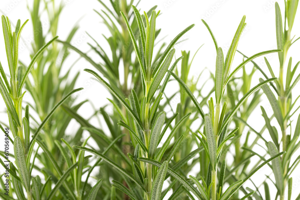 Branches of rosemary on a white background Branches of rosemary on a white background