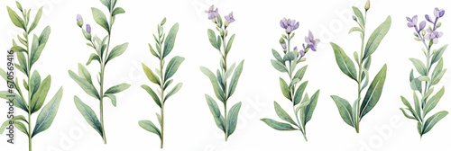 Watercolour Collection   No1   Organic Herb Common Sage - Salvia officinalis - grown in Eco Fields. Isolated on White Background. Generative AI.