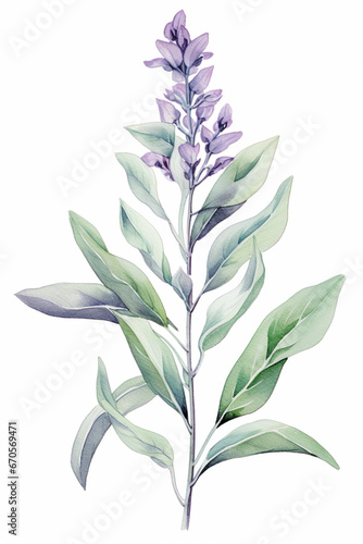 Watercolour Collection   No1   Organic Herb Common Sage - Salvia officinalis - grown in Eco Fields. Isolated on White Background. Generative AI.