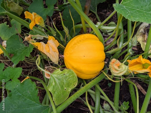 Pumpkins growing in the garden