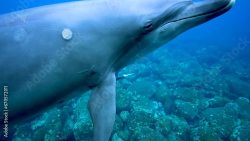 ミナミハンドウイルカ52_御蔵島_2023.10.27-28_人に寄り添って泳ぐイルカ