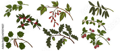 vector drawing branches of forest trees with green leaves, catkins ,seeds, berries and acorns, isolated at white background, hand drawn illustration