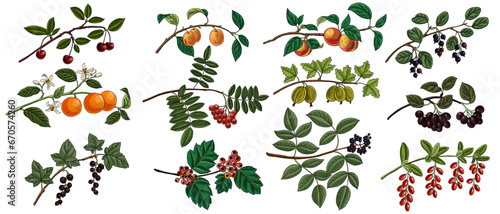 vector drawing branches of garden trees with green leaves, fruits and berries isolated at white background, hand drawn illustration