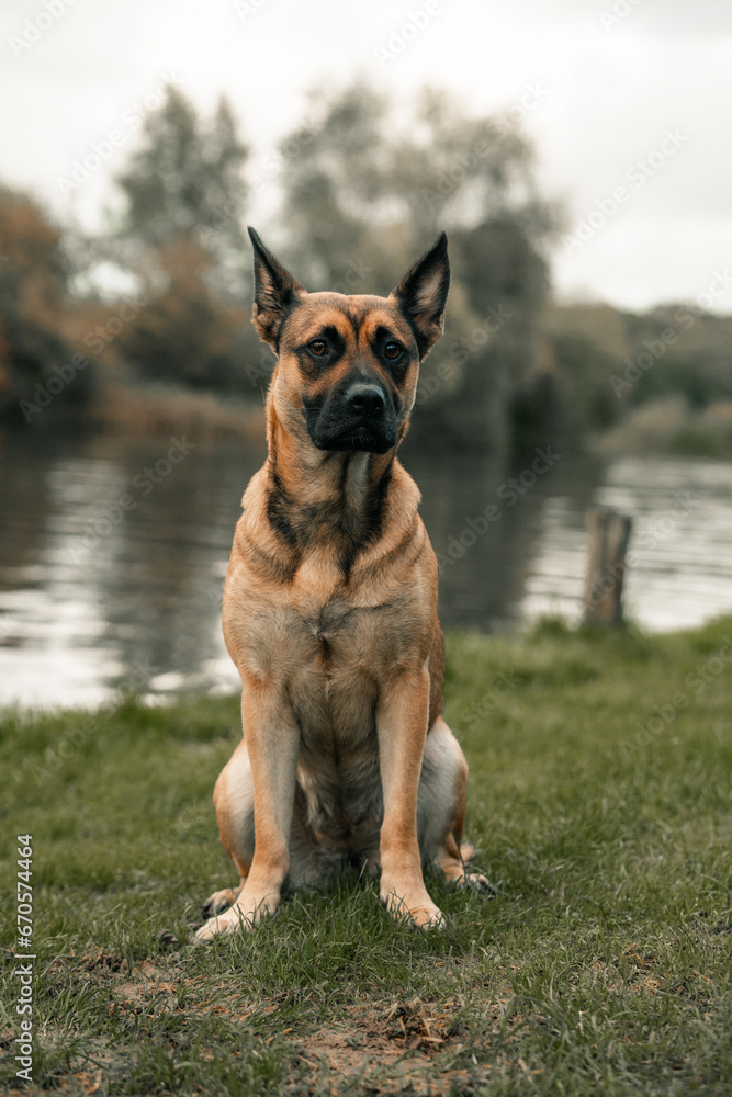 German Shepherd cross dog sitting standing on grass by a river. Mutt, mongrel hound German Shepherd cross dog sitting standing on grass by a river. Mutt, mongrel hound