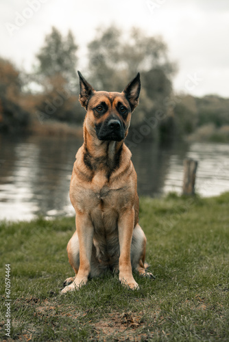 German Shepherd cross dog sitting standing on grass by a river. Mutt, mongrel hound 