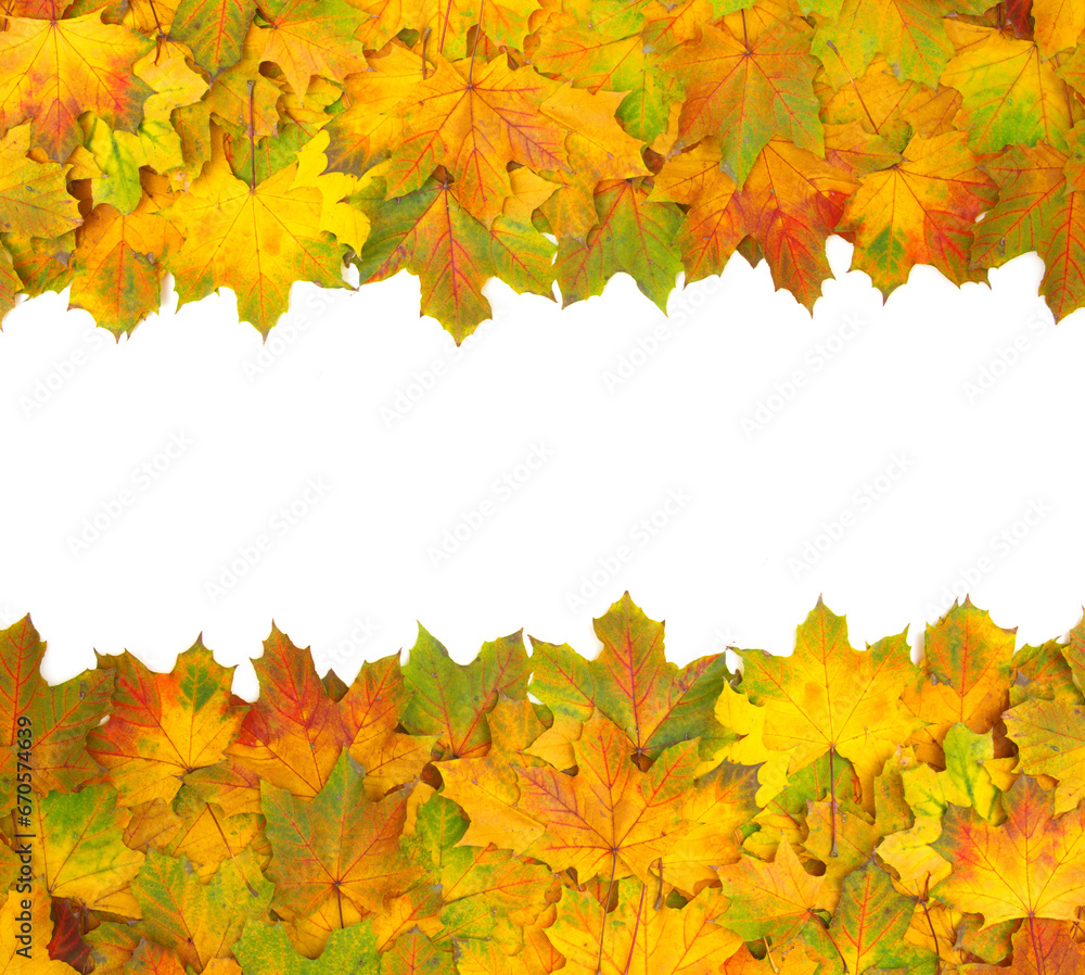 Fototapeta premium autumn maple leafs isolated on a white