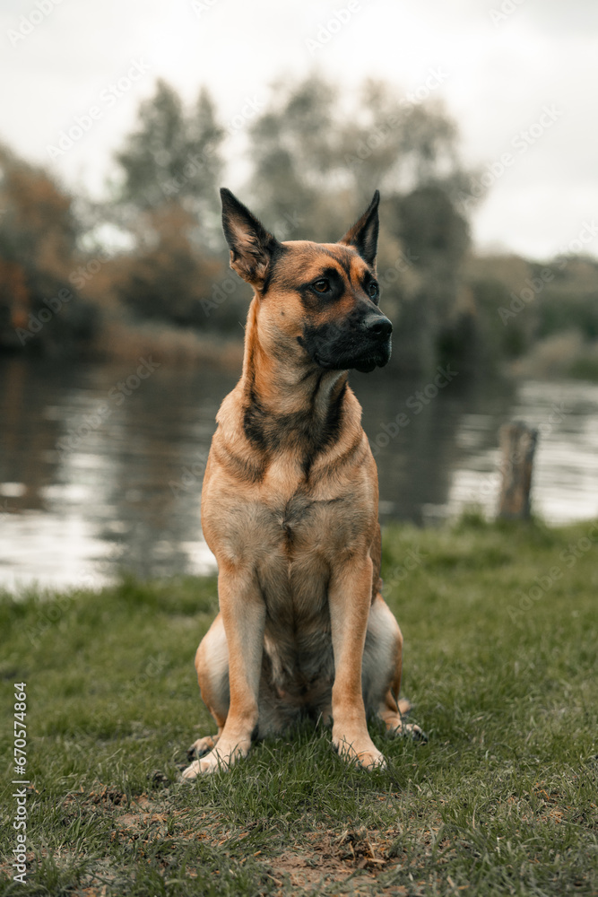 German Shepherd cross dog sitting standing on grass by a river. Mutt, mongrel hound German Shepherd cross dog sitting standing on grass by a river. Mutt, mongrel hound