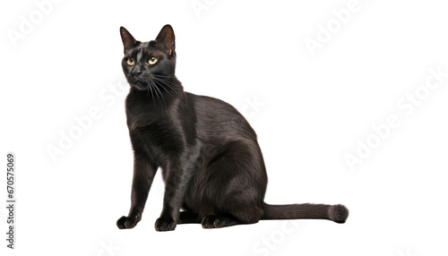 sitting black cat isolated on transparent background cutout