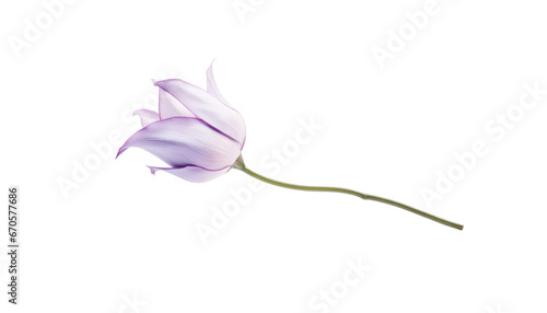 pink tulip isolated on transparent background cutout
