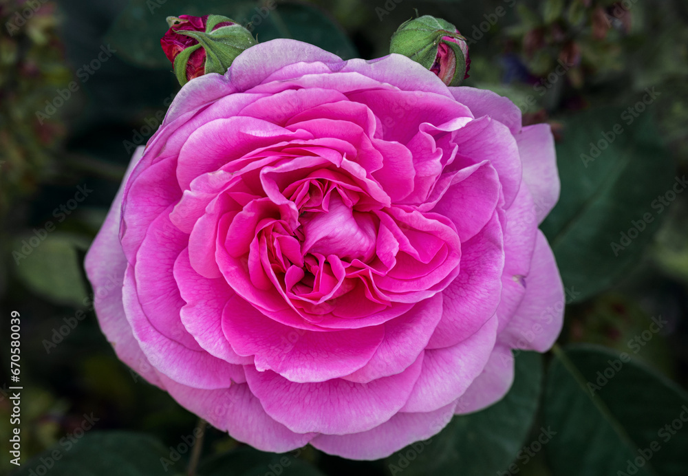 Fragrant pink Gertrude Jekyll rose close up in summer garden Fragrant pink Gertrude Jekyll rose close up in summer garden