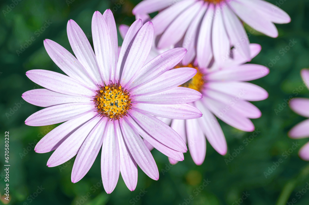Lovely purple daisy like flower with beautiful petals in summer garden