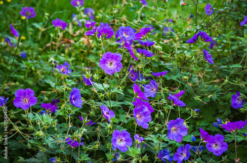 Purple blue flowers of Geranium rozanne bush in full bloom in summer